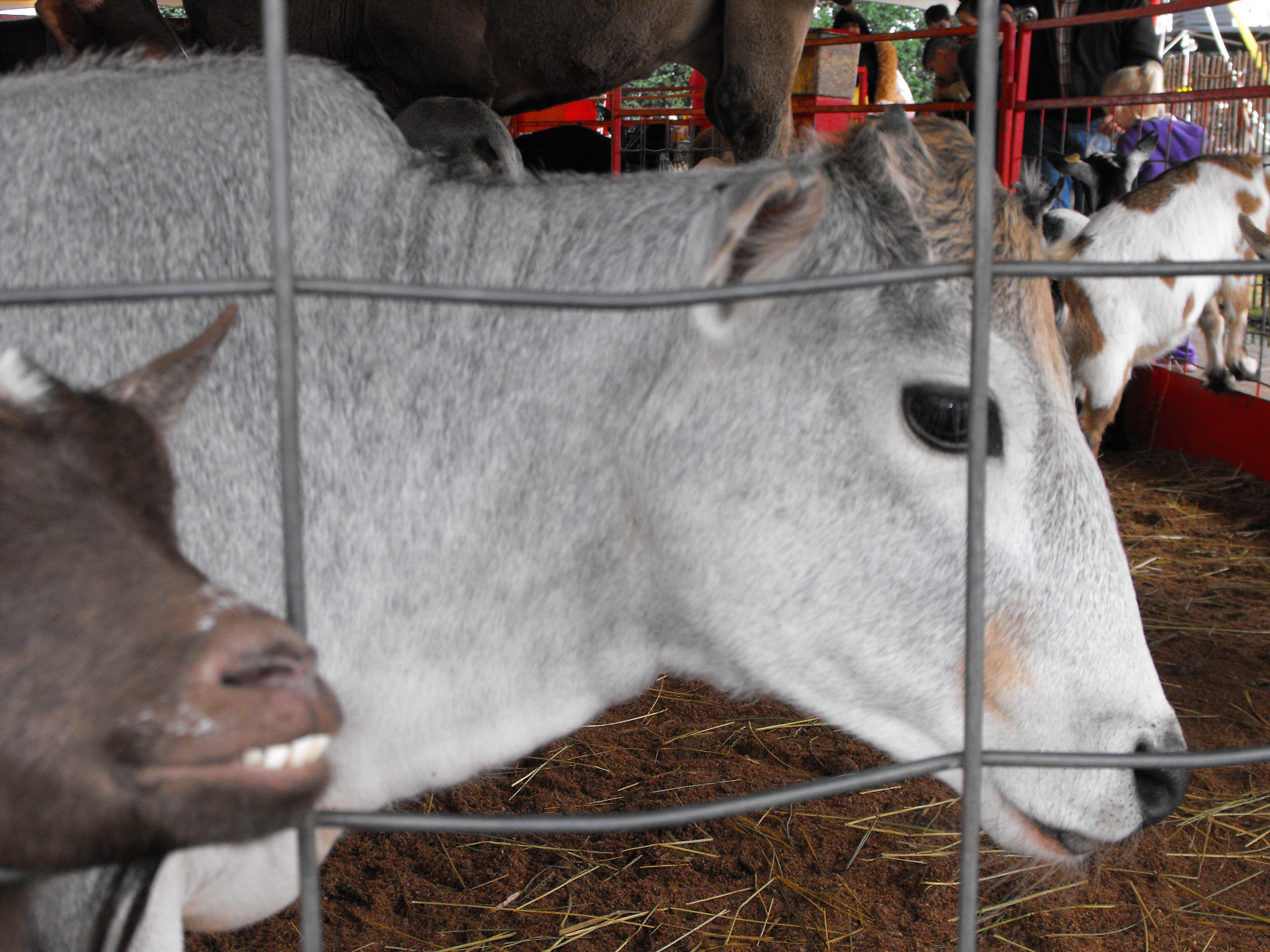 ./2011/State Fair/State Fair 1019 0004.JPG